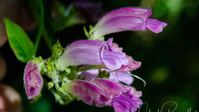Nothochelone nemorosa Turtlehead, Nothochelone nemorosa