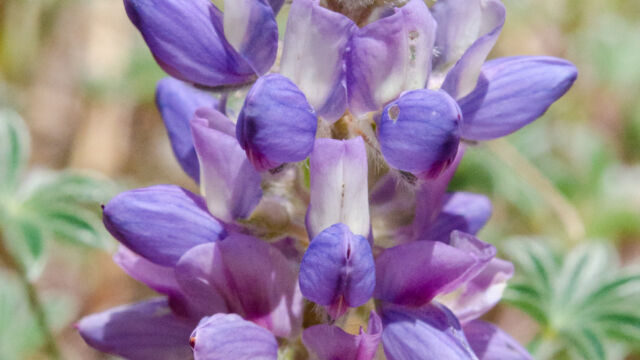 Lupinus lepidus, not sure which subspecies. Many different ones, and many different common names. First to reclaim land after Mt St Helens exploded Dwarf lupine, Lupinus lepidus