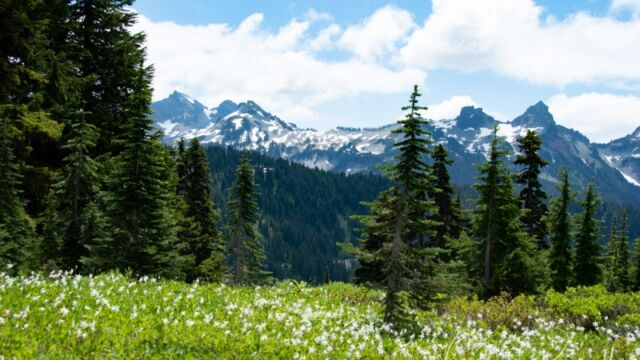 Lots of avalanche lilies, looking south towards (from the left) Unicorn peak, Foss peak, The Castle, and Pinnacle peak Skyline Trail