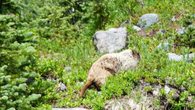 Marmota caligata, along the Paradise River on the Skyline trail Hoary Marmot