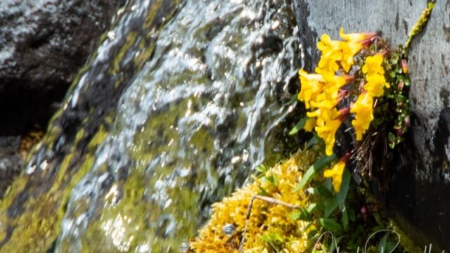 Erythranthe tilingii. Blurry because it is a long way off in the middle of the Paradise River on the Skyline trail Mountain monkeyflower