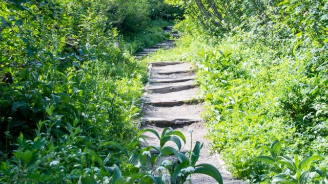 The trail stars off going uphill, somewhat steep but with steps Snow Lake trail