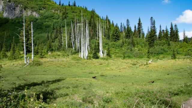 A meadow at the top of the first climb Snow Lake trail