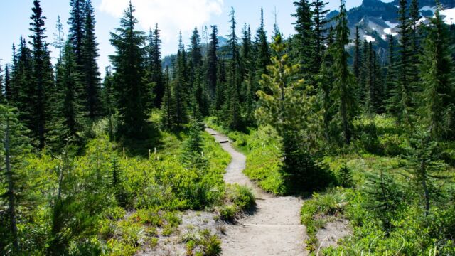 After a climb, the trail becomes more open, alternating between brush, trees, and wetter glades Snow Lake trail