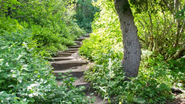 After Bench Lake, the trail goes uphill very steeply. Lots of stairs Snow Lake trail