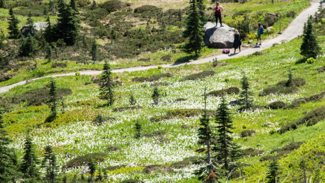 Masses of Avalanche Lilies along the Deadhorse Creek trail Mount Rainier Deadhorse Creek Wildflowers