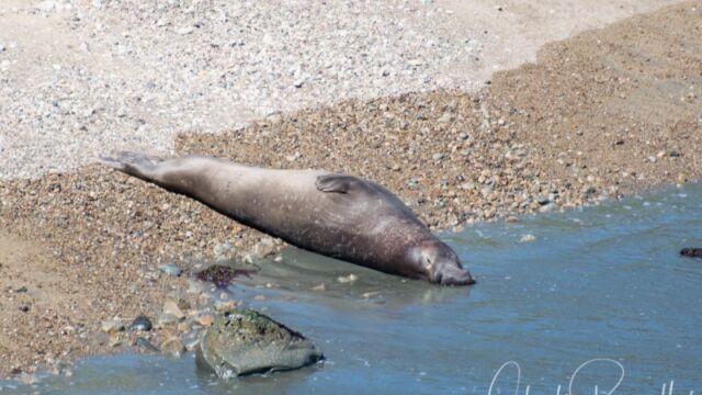 He was heading to the water, but he had to take a rest before he went in all the way Bull elephant seal at Pt Reyes