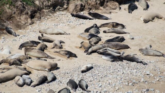 It looks like the aftermath of a bombing, but they really are just lazing about in the sun Elephant seals at Pt Reyes