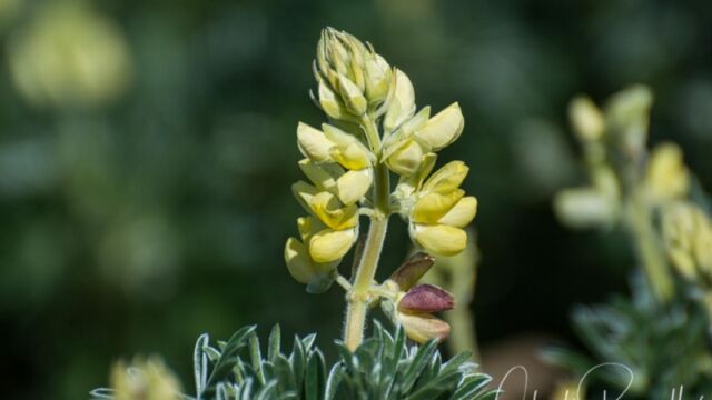 Lupinus arboreus Coastal bush lupine