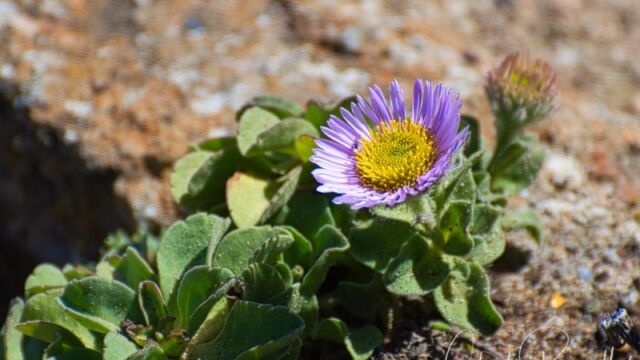 Erigeron glaucus Seaside daisy