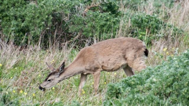Black tailed deer at Pt Reyes, near the lighthouse