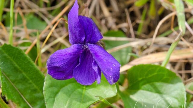 aka Western dog violet, Viola adunca Blue violet