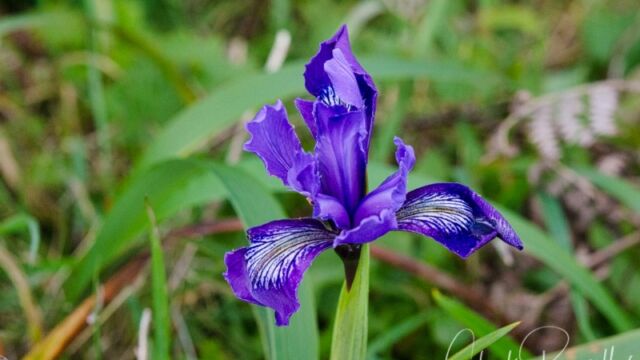 Iris douglasiana Douglas iris