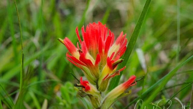 Castilleja affinis ssp. affinis Coast indian paintbrush