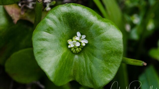 Claytonia perfoliata ssp. perfoliata Miner's lettuce