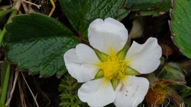 Fragaria chiloensis Beach strawberry