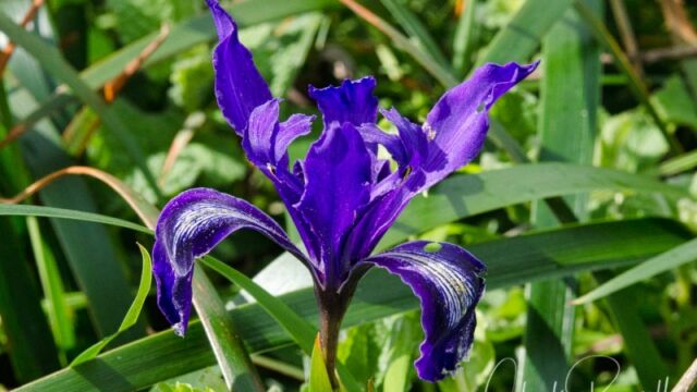 Iris douglasiana Douglas iris