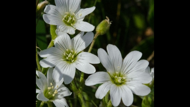 Cerastium arvense Field chickweed