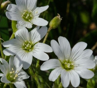 Cerastium arvense Field chickweed