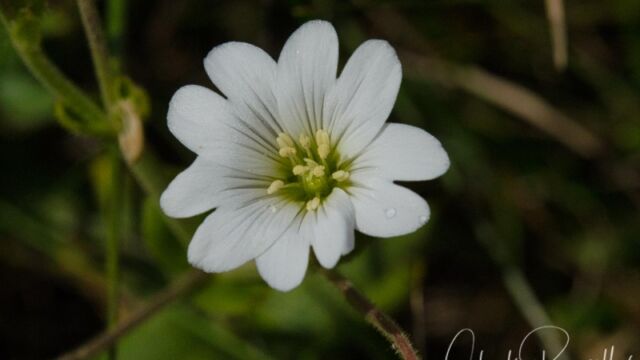 Cerastium arvense Field chickweed