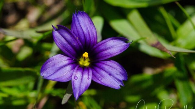 Sisyrinchium bellum Western blue eyed grass