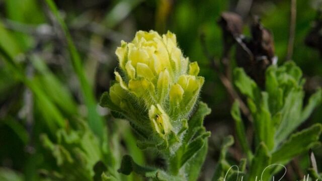 Castilleja wightii Wight's paintbrush