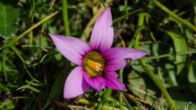 Romulea rosea Rosy sandcrocus