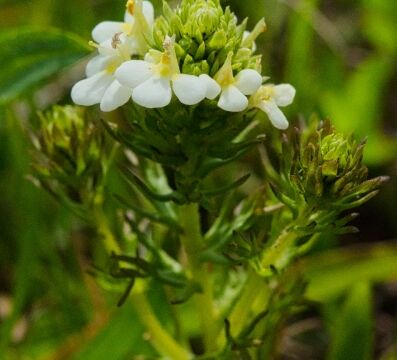 Triphysaria floribunda, CNPS 1B.2 San francisco owl's clover