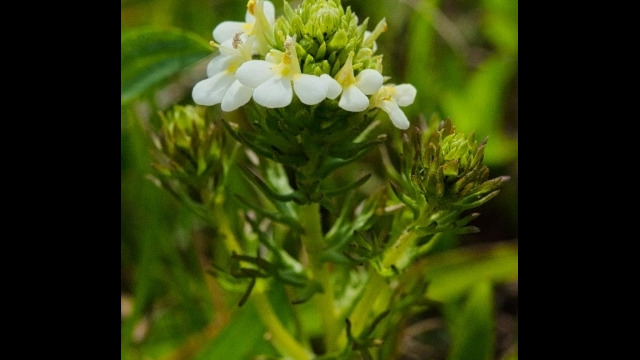 Triphysaria floribunda, CNPS 1B.2 San francisco owl's clover