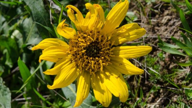 Wyethia angustifolia Narrow leaf mule ears