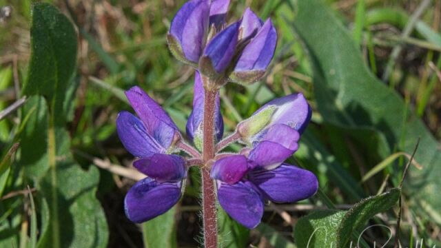 Lupinus varicolor (probably) Manycolored lupine