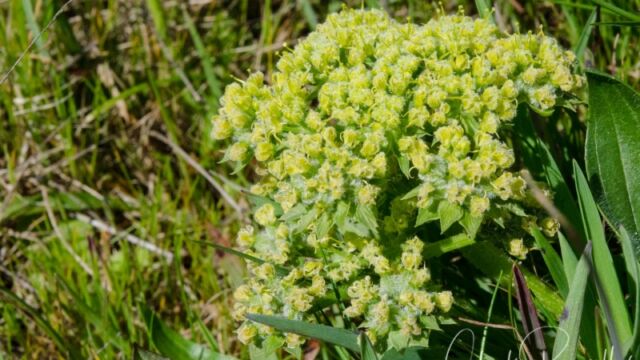 Lomatium dasycarpum ssp. dasycarpum Woolly fruited lomatium