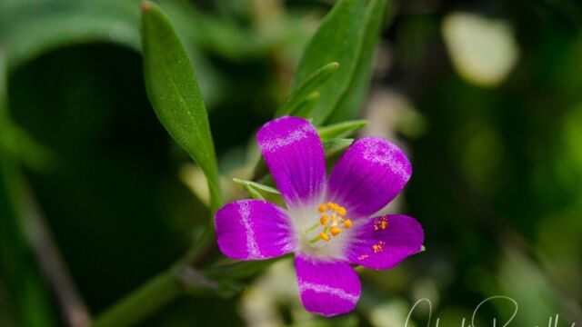 Calandrinia menziesii Red maids