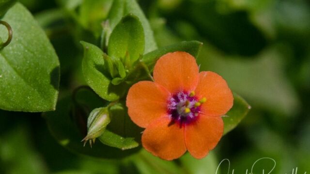 Lysimachia arvensis Scarlet pimpernel