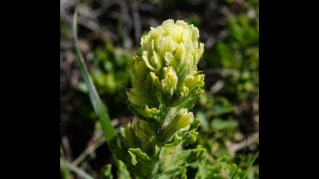 Castilleja wightii Wight's paintbrush