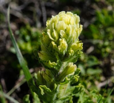 Castilleja wightii Wight's paintbrush