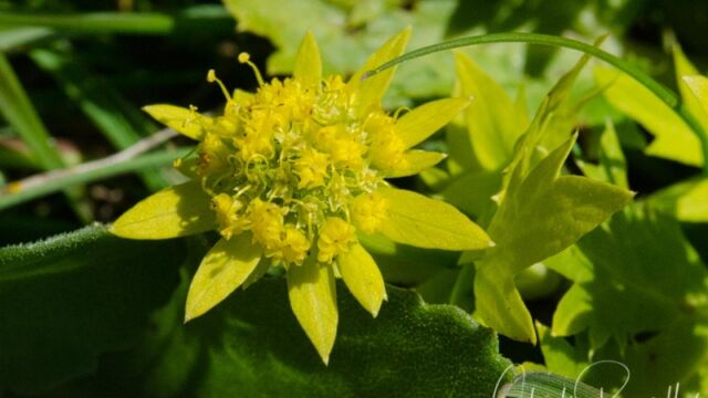 Sanicula arctopoides Footsteps of spring