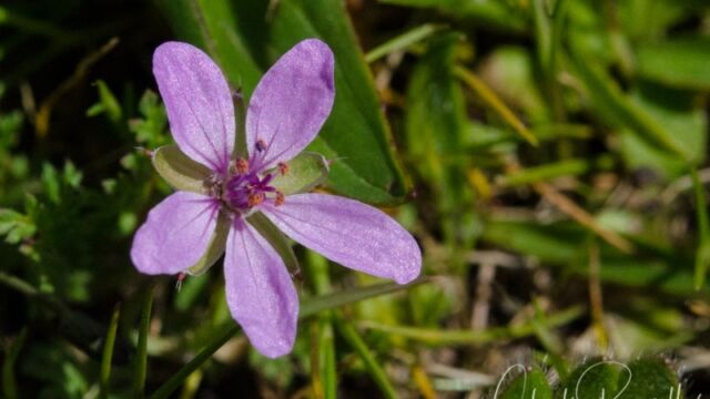 Erodium cicutarium Red stemmed filaree