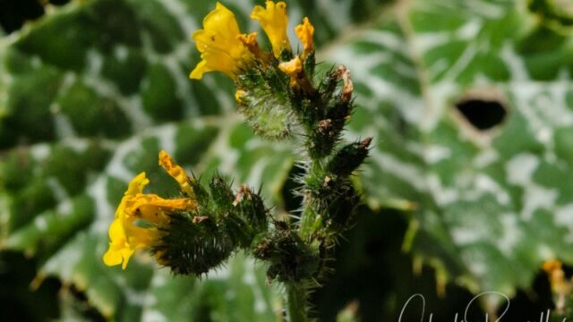 Amsinckia spectabilis var. spectabilis. Note spiny leaves Seaside fiddleneck
