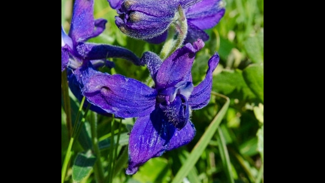 Delphinium decorum ssp. decorum Coastal larkspur