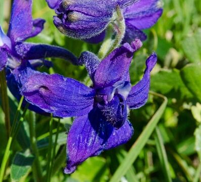 Delphinium decorum ssp. decorum Coastal larkspur