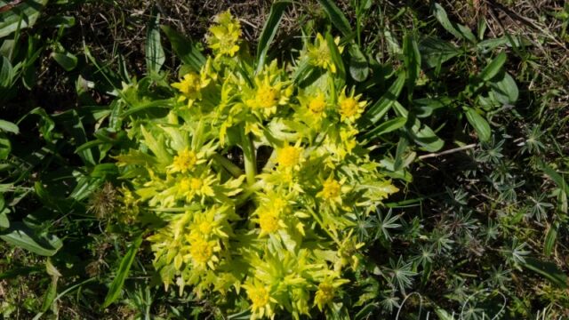 Sanicula arctopoides Footsteps of spring
