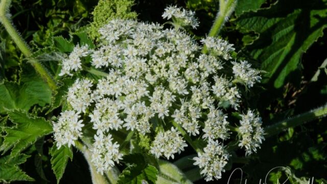 Heracleum maximum Common cowparsnip