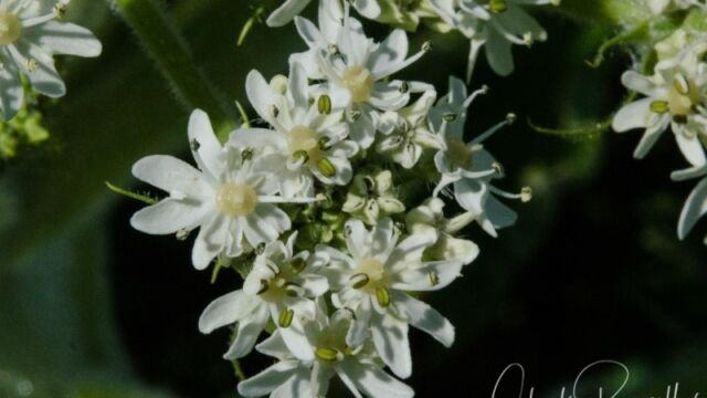 Heracleum maximum, detail of individual flowers in head Common cowparsnip