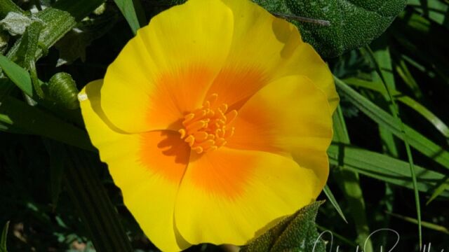 Eschscholzia californica California poppy