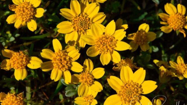 Lasthenia californica, most likely California goldfields