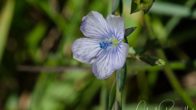 Linum bienne Pale flax