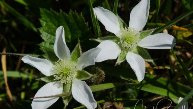 Rubus ursinus (probably) California blackberry