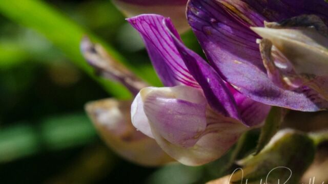 Lathyrus vestitus var. vestitus Hillside pea