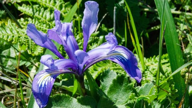 Iris douglasiana Douglas iris